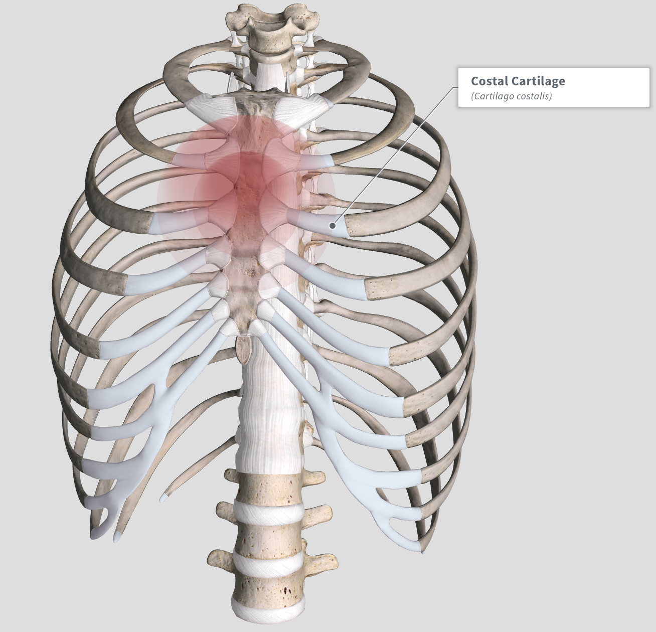 Cracked Sternum